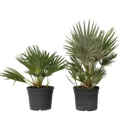Bomen-Plant in a Box Dwergpalm - Set van 2 - Chamaerops 'Vulcano' - Hoogte 35-45cm - ⌀19cm