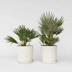 Bomen-Plant in a Box Dwergpalm - Set van 2 - Chamaerops 'Vulcano' - Hoogte 35-45cm - ⌀19cm