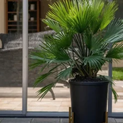 Bomen-Plant in a Box Dwergpalm - Set van 2 - Chamaerops 'Vulcano' - Hoogte 35-45cm - ⌀19cm
