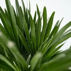 Bomen-Plant in a Box Dwergpalm - Set van 2 - Chamaerops 'Vulcano' - Hoogte 35-45cm - ⌀19cm