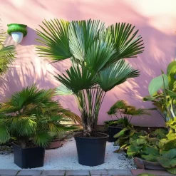 Bomen-Plant in a Box Dwergpalm - Set van 2 - Chamaerops 'Vulcano' - Hoogte 35-45cm - ⌀19cm