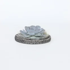 Plant in a Box Echeveria - Echeveria lilacina - Hoogte 8cm