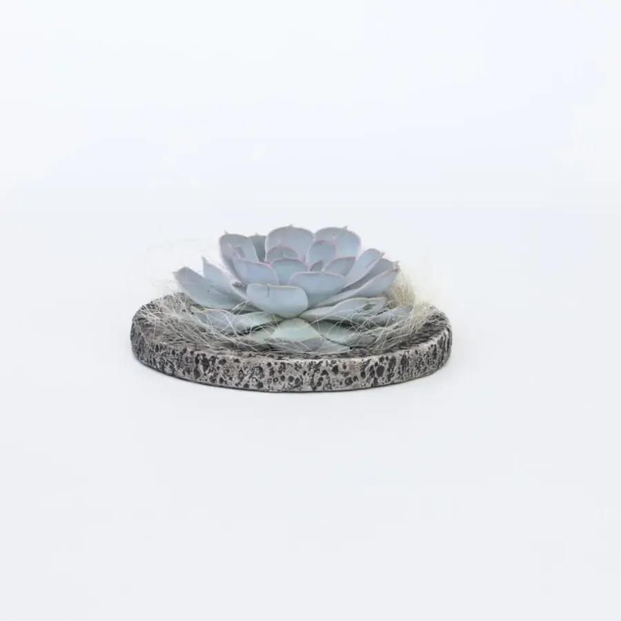 Plant in a Box Echeveria - Echeveria lilacina - Hoogte 8cm
