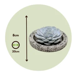 Plant in a Box Echeveria - Echeveria lilacina - Hoogte 8cm