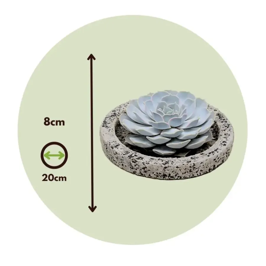 Plant in a Box Echeveria - Echeveria lilacina - Hoogte 8cm