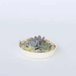 Kamerplanten-Plant in a Box Echeveria - Echeveria lilacina - Hoogte 8cm