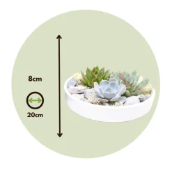 Kamerplanten-Plant in a Box Echeveria - Echeveria lilacina - Hoogte 8cm
