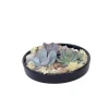 Kamerplanten-Plant in a Box Echeveria - Echeveria lilacina - Hoogte 8cm