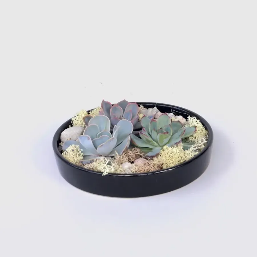 Kamerplanten-Plant in a Box Echeveria - Echeveria lilacina - Hoogte 8cm