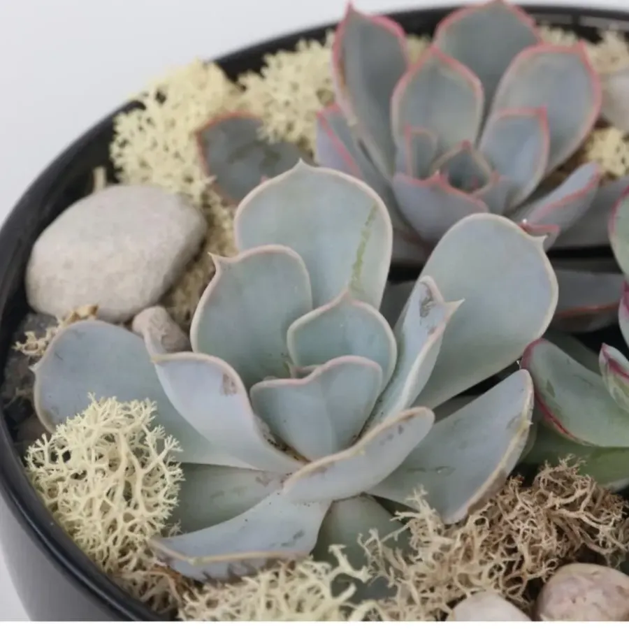 Kamerplanten-Plant in a Box Echeveria - Echeveria lilacina - Hoogte 8cm