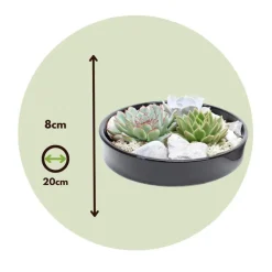 Kamerplanten-Plant in a Box Echeveria - Echeveria lilacina - Hoogte 8cm