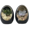 Plant in a Box Echeveria - Set van 2 - Echeveria lilacina - Hoogte 12cm
