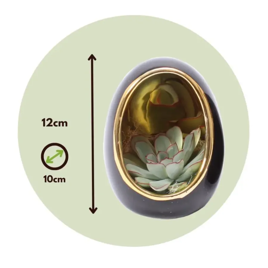 Plant in a Box Echeveria - Set van 2 - Echeveria lilacina - Hoogte 12cm