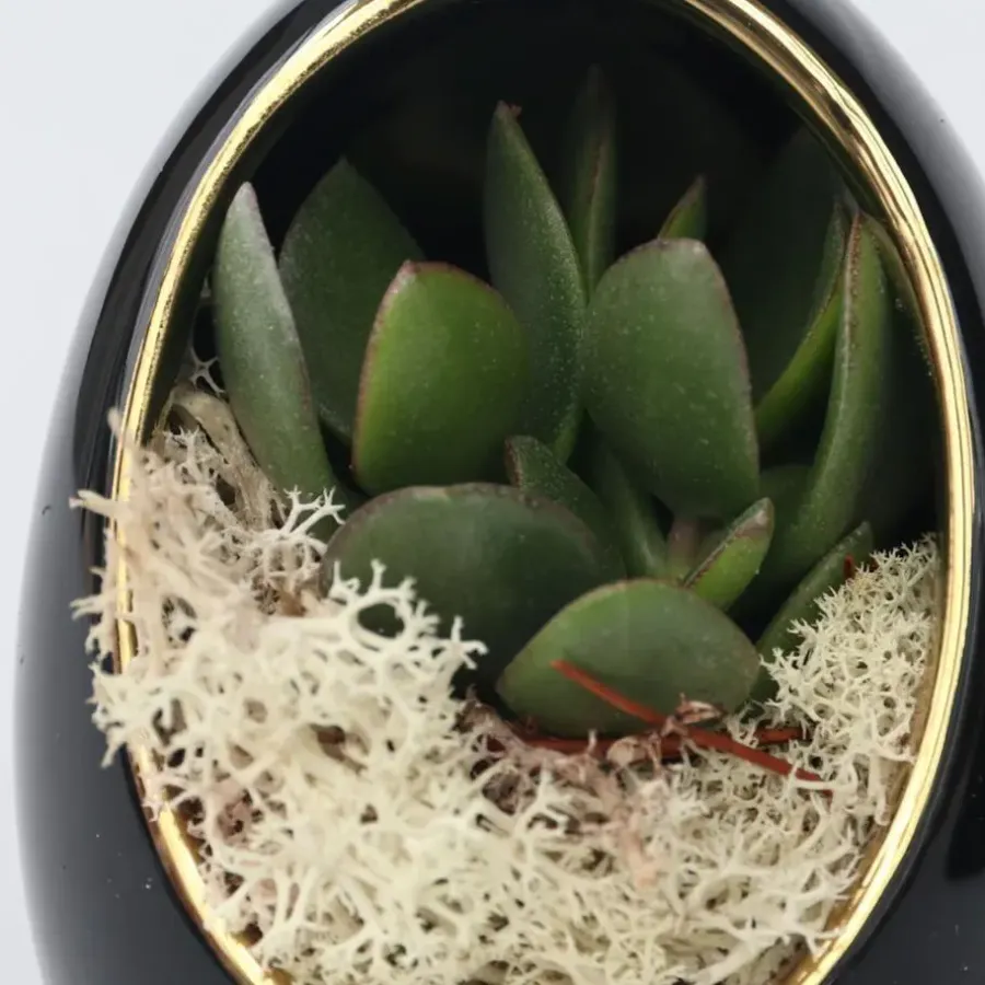 Plant in a Box Echeveria - Set van 2 - Echeveria lilacina - Hoogte 12cm