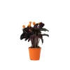 Kamerplanten-Plant in a Box Eeuwige vlam - Calathea crocata 'Tassmania' - Hoogte 40-50cm - ⌀14cm