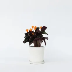Kamerplanten-Plant in a Box Eeuwige vlam - Calathea crocata 'Tassmania' - Hoogte 40-50cm - ⌀14cm