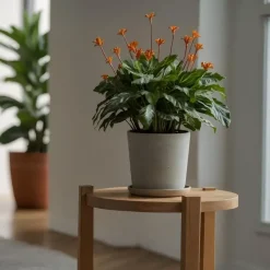 Kamerplanten-Plant in a Box Eeuwige vlam - Calathea crocata 'Tassmania' - Hoogte 40-50cm - ⌀14cm