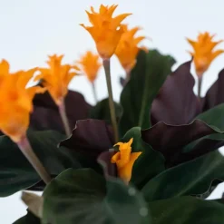 Kamerplanten-Plant in a Box Eeuwige vlam - Calathea crocata 'Tassmania' - Hoogte 40-50cm - ⌀14cm