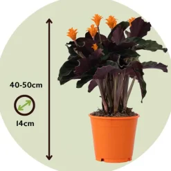 Kamerplanten-Plant in a Box Eeuwige vlam - Calathea crocata 'Tassmania' - Hoogte 40-50cm - ⌀14cm