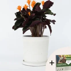 Plant in a Box Eeuwige vlam - Calathea crocata 'Tassmania' - Hoogte 40-50cm - ⌀14cm