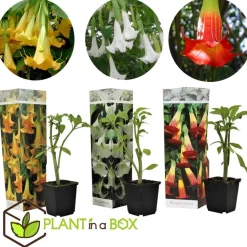 Tuinplanten-Plant in a Box Engelentrompet - Set van 3 - Brugmansia - Hoogte 25-40cm - ⌀9cm