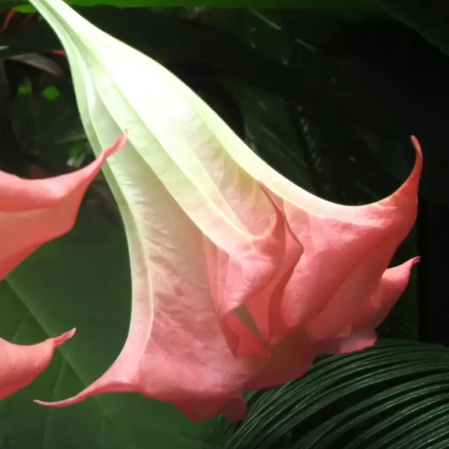 Tuinplanten-Plant in a Box Engelentrompet - Set van 3 - Brugmansia - Hoogte 25-40cm - ⌀9cm