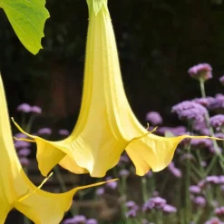 Tuinplanten-Plant in a Box Engelentrompet - Set van 3 - Brugmansia - Hoogte 25-40cm - ⌀9cm