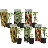 Planten|Tuinplanten-Plant in a Box Engelentrompet - Set van 6 - Brugmansia - Hoogte 25-40cm - ⌀9cm