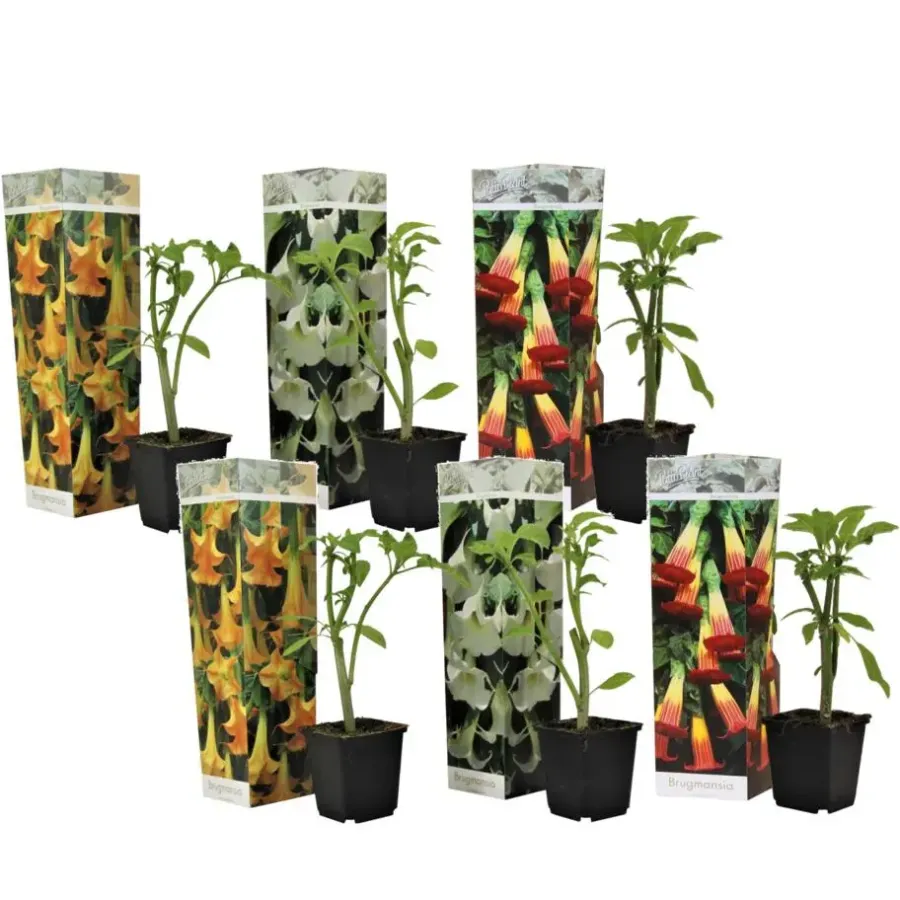 Planten|Tuinplanten-Plant in a Box Engelentrompet - Set van 6 - Brugmansia - Hoogte 25-40cm - ⌀9cm