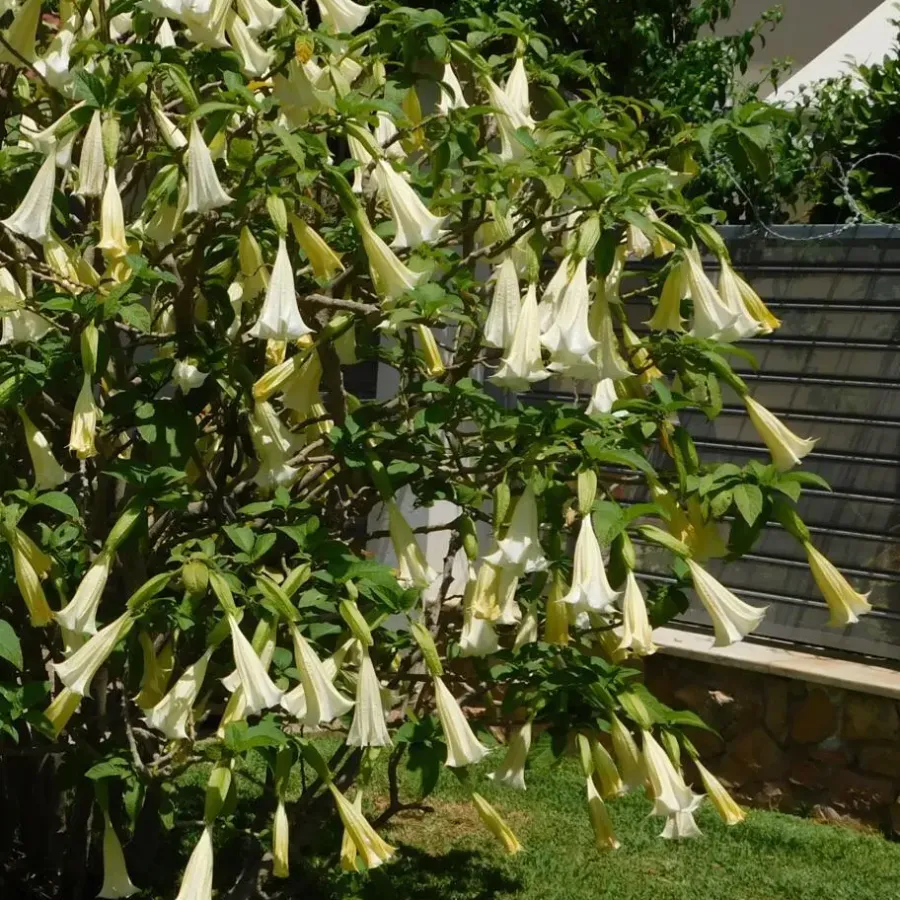 Planten|Tuinplanten-Plant in a Box Engelentrompet - Set van 6 - Brugmansia - Hoogte 25-40cm - ⌀9cm