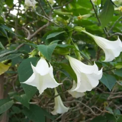 Planten|Tuinplanten-Plant in a Box Engelentrompet - Set van 6 - Brugmansia - Hoogte 25-40cm - ⌀9cm