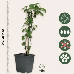 Planten|Tuinplanten-Plant in a Box Engelentrompet - Set van 6 - Brugmansia - Hoogte 25-40cm - ⌀9cm