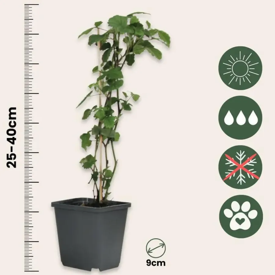 Planten|Tuinplanten-Plant in a Box Engelentrompet - Set van 6 - Brugmansia - Hoogte 25-40cm - ⌀9cm