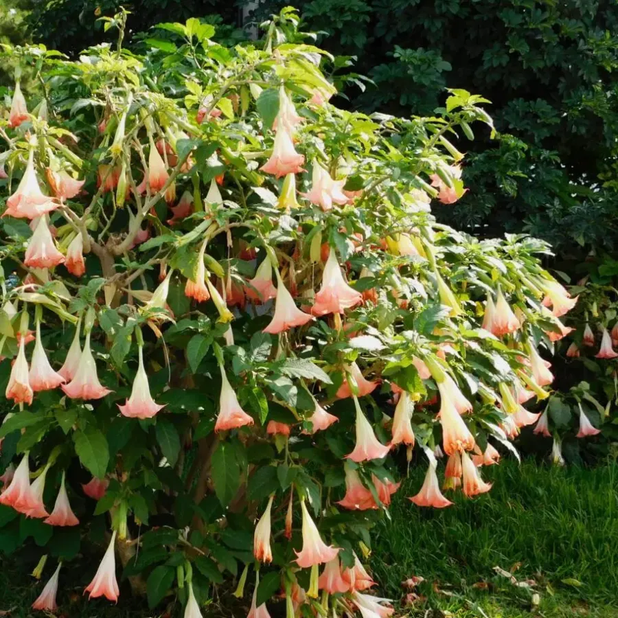 Planten|Tuinplanten-Plant in a Box Engelentrompet - Set van 6 - Brugmansia - Hoogte 25-40cm - ⌀9cm
