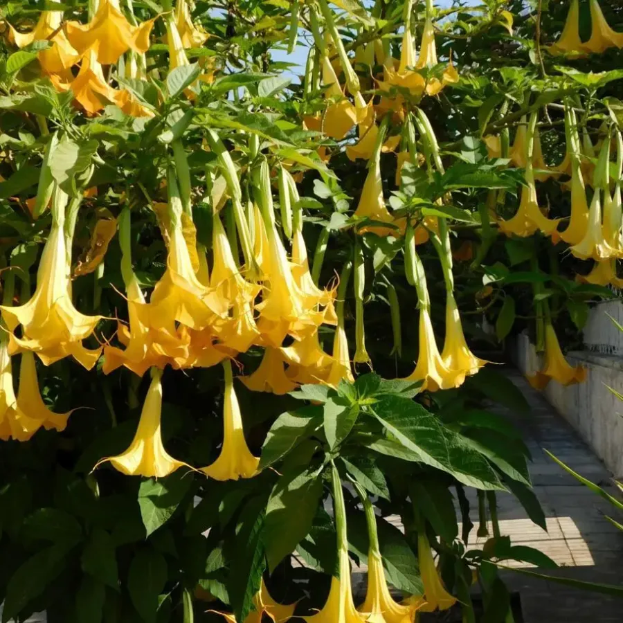 Planten|Tuinplanten-Plant in a Box Engelentrompet - Set van 6 - Brugmansia - Hoogte 25-40cm - ⌀9cm