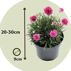 Plant in a Box Engels gras - Set van 3 - Armeria maritima 'Deep Rose' - Hoogte 20-30cm - ⌀12cm