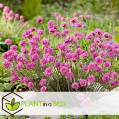 Plant in a Box Engels gras - Set van 3 - Armeria maritima 'Deep Rose' - Hoogte 20-30cm - ⌀12cm