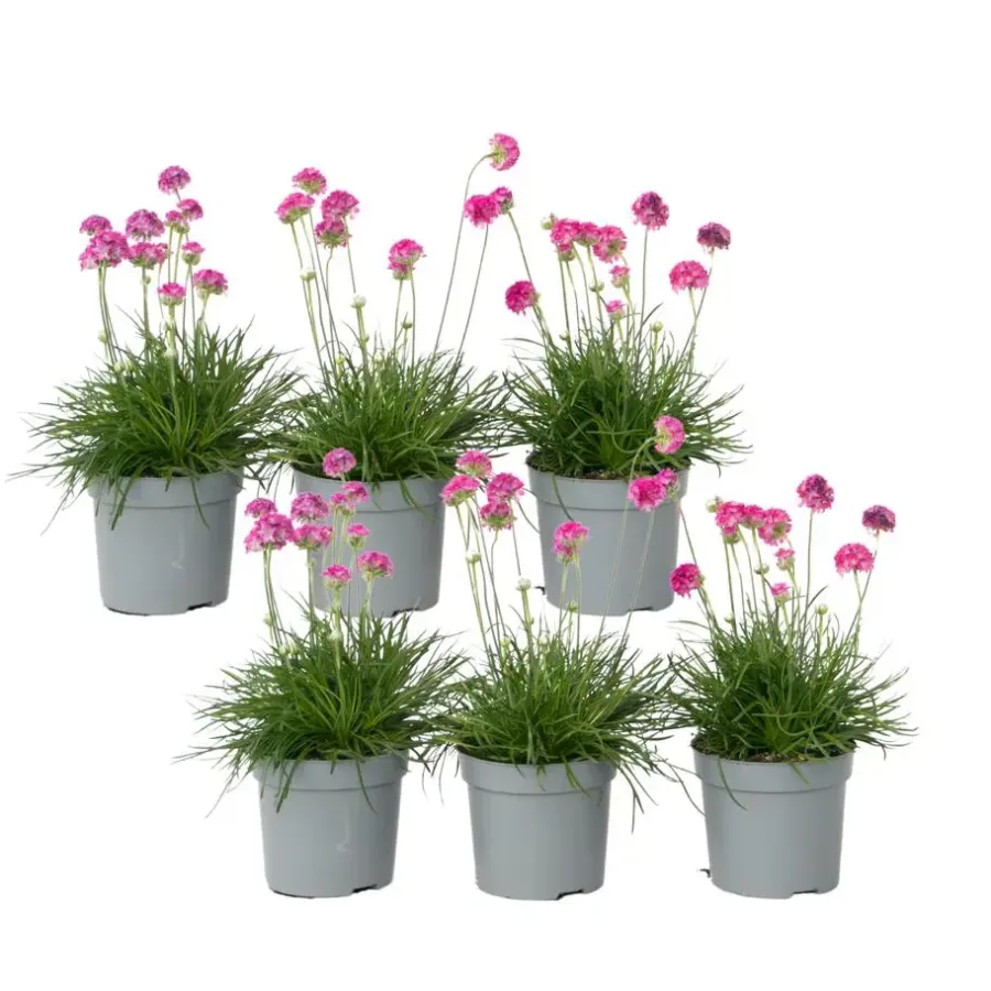 Plant in a Box Engels gras - Set van 6 - Armeria maritima 'Deep Rose' - Hoogte 20-30cm - ⌀12cm
