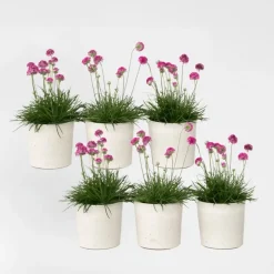 Plant in a Box Engels gras - Set van 6 - Armeria maritima 'Deep Rose' - Hoogte 20-30cm - ⌀12cm