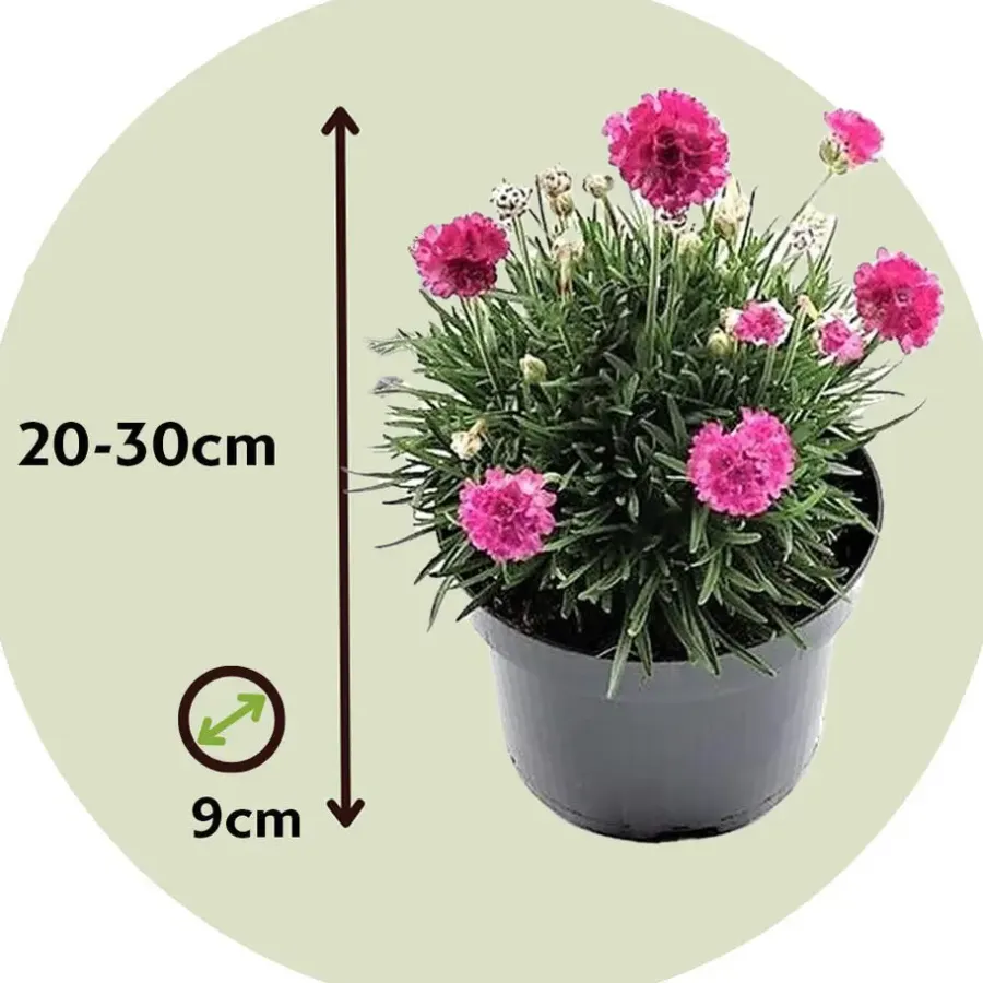 Plant in a Box Engels gras - Set van 6 - Armeria maritima 'Deep Rose' - Hoogte 20-30cm - ⌀12cm