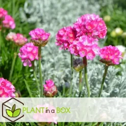 Plant in a Box Engels gras - Set van 6 - Armeria maritima 'Deep Rose' - Hoogte 20-30cm - ⌀12cm
