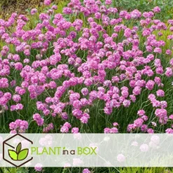 Plant in a Box Engels gras - Set van 6 - Armeria maritima 'Deep Rose' - Hoogte 20-30cm - ⌀12cm