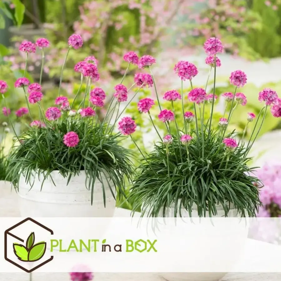 Plant in a Box Engels gras - Set van 6 - Armeria maritima 'Deep Rose' - Hoogte 20-30cm - ⌀12cm