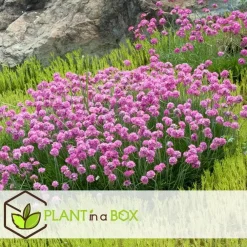 Plant in a Box Engels gras - Set van 6 - Armeria maritima 'Deep Rose' - Hoogte 20-30cm - ⌀12cm