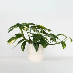 Plant in a Box Epipremnum pinnatum 'Goldfinger' - Goudrank - Hoogte 25-35 cm - ø17cm