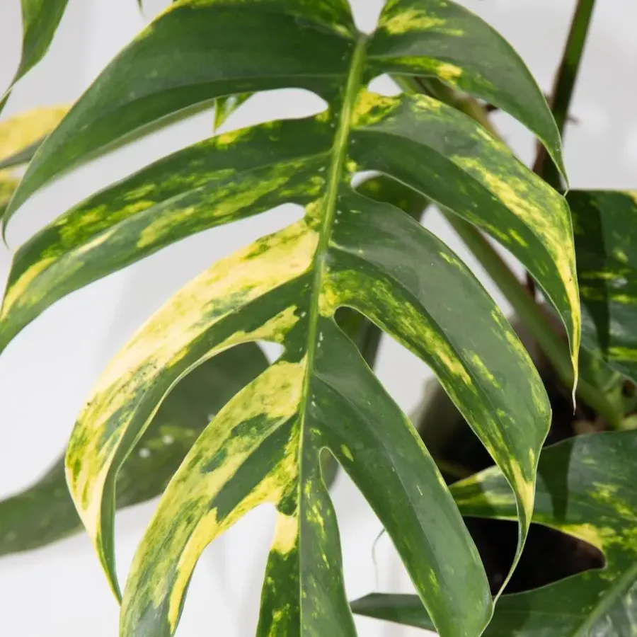 Plant in a Box Epipremnum pinnatum 'Goldfinger' - Goudrank - Hoogte 25-35 cm - ø17cm