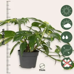 Plant in a Box Epipremnum pinnatum 'Goldfinger' - Goudrank - Hoogte 25-35 cm - ø17cm