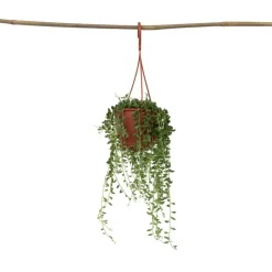 Kamerplanten-Plant in a Box Erwtenplant - Senecio rowleyanus - Hoogte 10-20cm - ⌀12cm