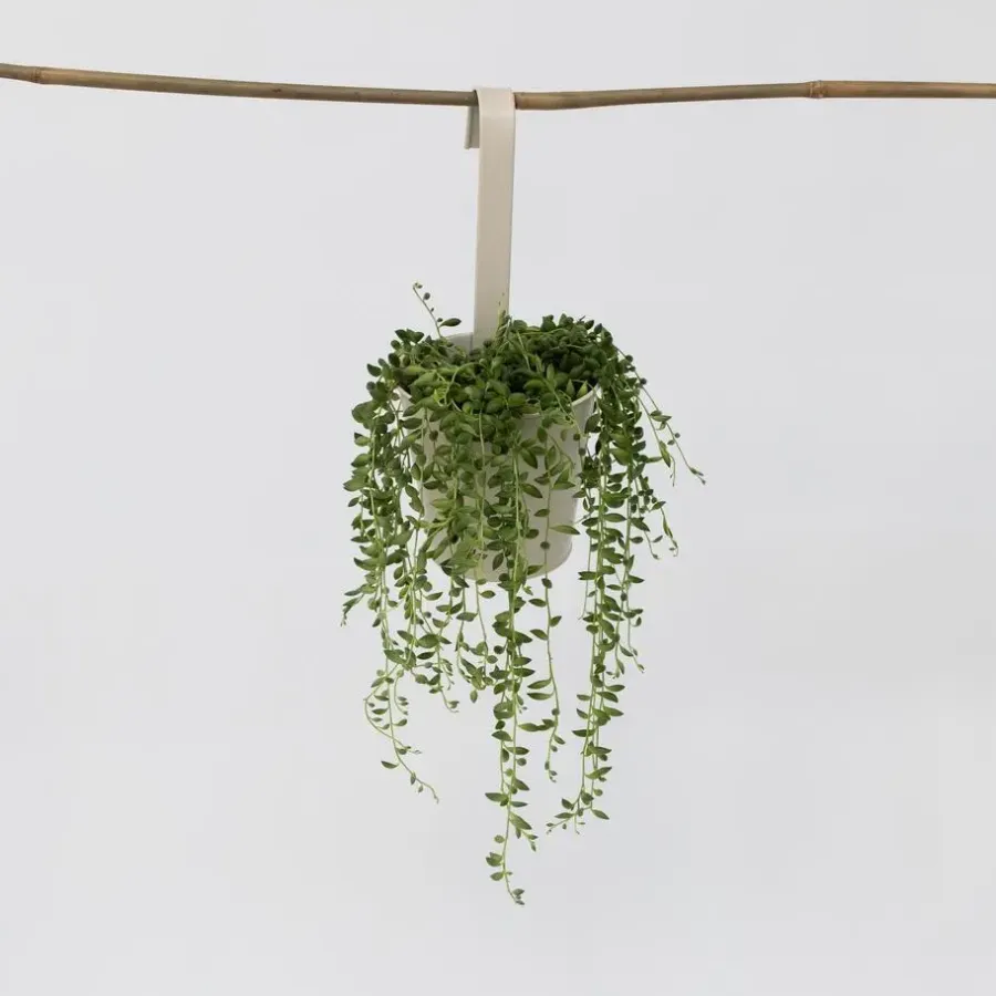 Kamerplanten-Plant in a Box Erwtenplant - Senecio rowleyanus - Hoogte 10-20cm - ⌀12cm