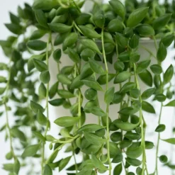 Kamerplanten-Plant in a Box Erwtenplant - Senecio rowleyanus - Hoogte 10-20cm - ⌀12cm